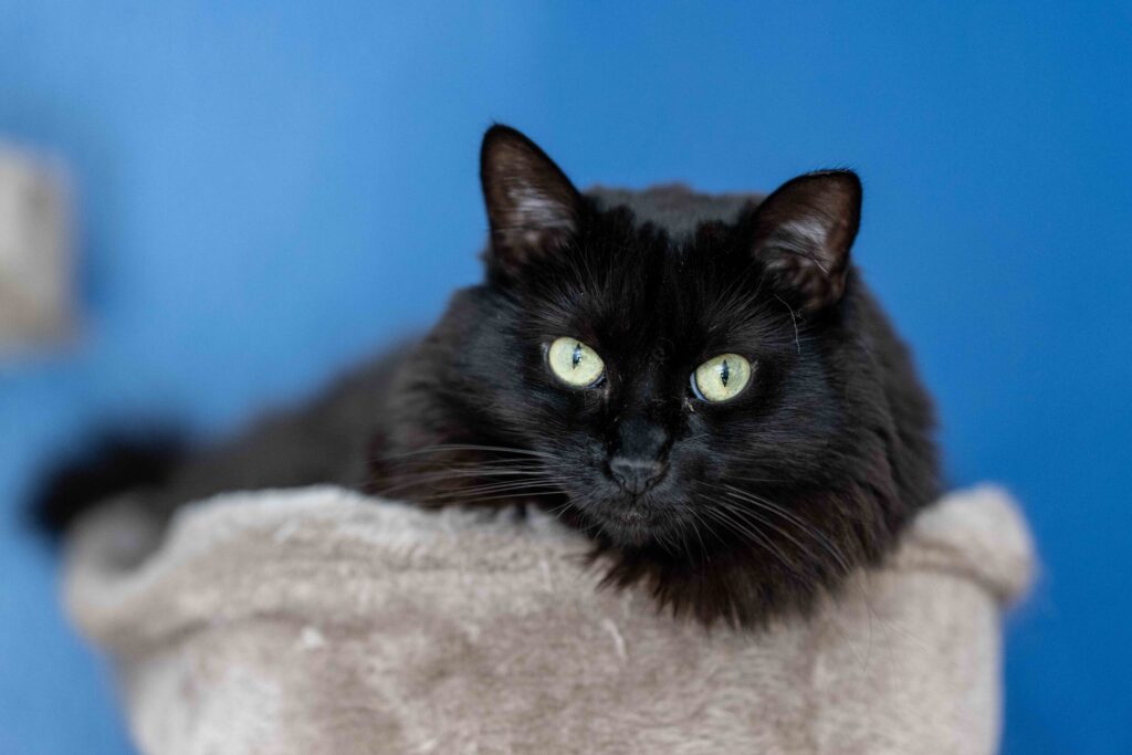 A black cat with bright green eyes rests on a soft beige perch, looking toward the camera against a solid blue background.