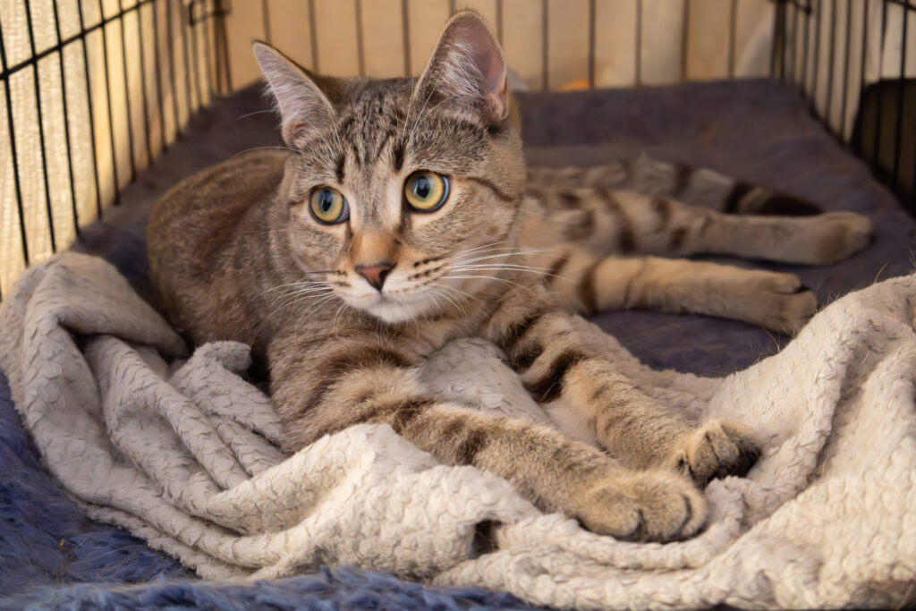 A Sacramento portrait photographer captures a tabby cat lying on a soft blanket inside a crate, its front paws stretched forward as it looks alertly to the side in warm indoor light.